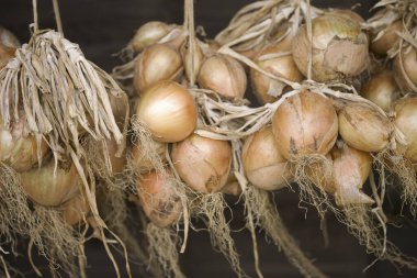 Asılmış taze soğanlar, yakın çekim görüntüsü. 