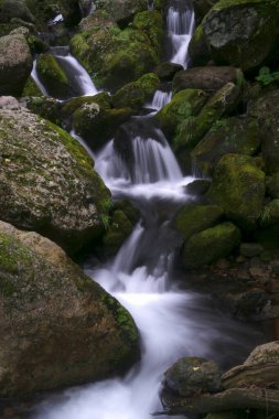 Ormanda güzel bir şelale