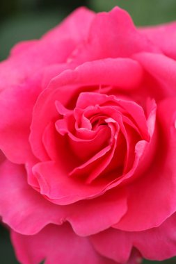 Bahçedeki pembe gül