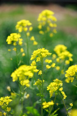 # Kapatın güzel sarı çiçekleri #