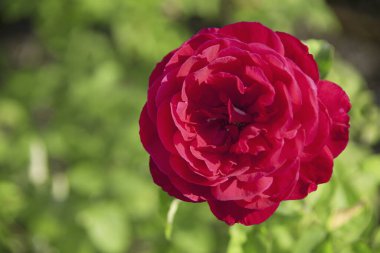 Yaz bahçesinde açan güzel kırmızı gül.             