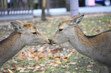 Japonya 'daki sevimli geyik, Nara Parkı