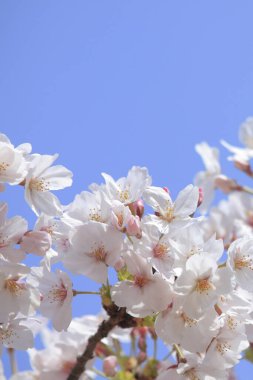 kiraz ağaçları çiçek bahar 