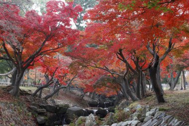 Ağaçlar ve parlak yapraklarla sonbahar manzarası parktaki güzel küçük bir nehir.                  