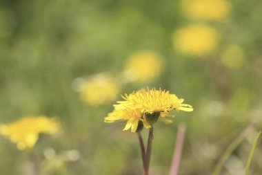 Yeşil çayırlarda açan güzel karahindiba çiçekleri.