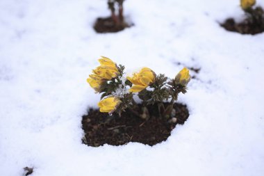Karda sarı bir çiçek