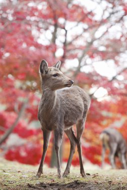 Kızıl Orman 'daki genç geyiğin portresi.