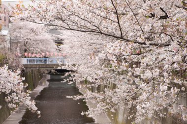Japonya 'da kiraz çiçeği, Tokyo