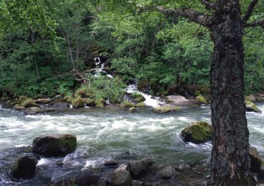 view of waterfall in the forest