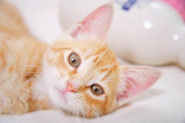 Kanepede yatan sevimli kedi yavrusu. 