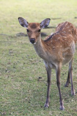 Japonya, Nara 'da bir parkta genç bir geyik. 