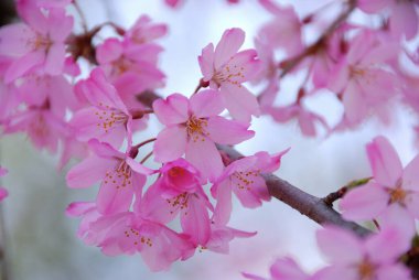 Güzel pembe kiraz çiçeklerinin manzarası 