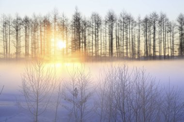 Karlı güzel kış manzarası