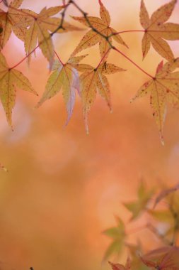 Sonbahar mevsiminde sonbahar yaprakları 