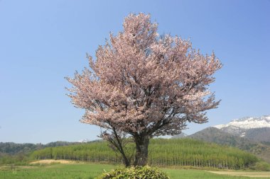 Japonya 'da kiraz çiçekleri, Tokyo