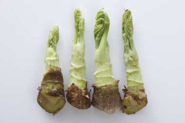 Beyaz arka planda genç yeşil morina filizleri