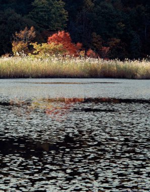 Ağaçlı ve göllü sonbahar manzarası