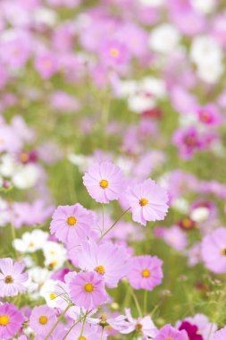 Güzel pembe kozmos çiçekleri tarlada