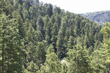 Ormanda yeşil ağaçlar ve mavi gökyüzü olan güzel dağ manzarası    