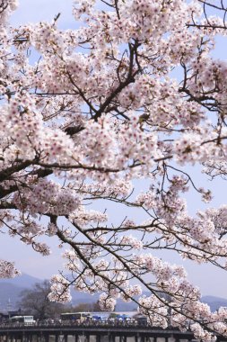 İlkbaharda kiraz ağacı çiçek açar 