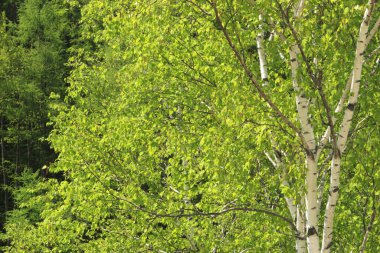 huş ağacı ormanı Sabah güneş ışığında