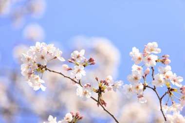 İlkbaharda kiraz ağacının çiçek açması. 