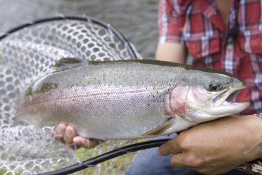 Balıkları elinde tutan balıkçılar, manzarayı kapatın.
