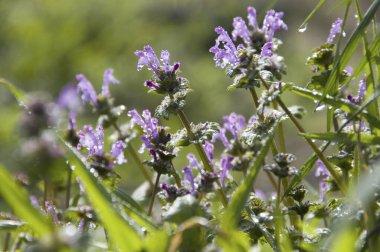 Bahçedeki güzel çiçekler
