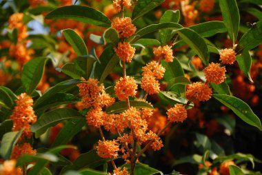 Çiçek açmış küçük turuncu çiçekler. Zeytinlik kokulu, birbirine yakın.