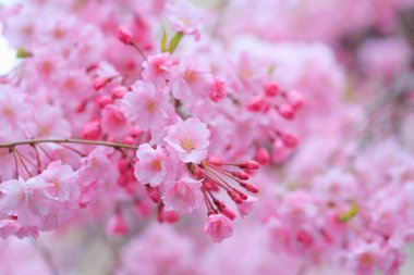 Japonya 'da kiraz çiçekleri, Tokyo