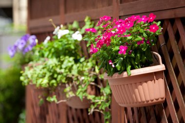 Çitlerde asılı saksılarda açan renkli çiçekler.