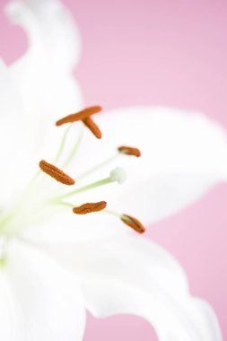 Renkli arka planda güzel beyaz zambak çiçeği, yakın görünüm         