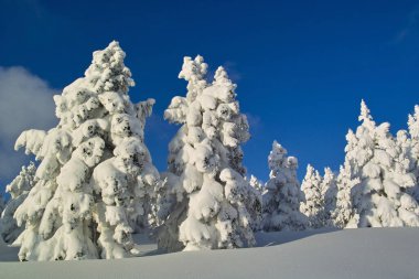 Dağlarda kış. Karla kaplı ağaçlarla kaplı güzel kış manzarası 