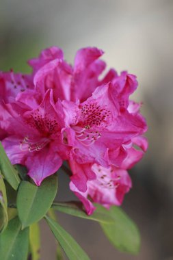 Bahçedeki güzel pembe çiçek