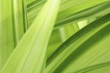 Güzel yeşil bitki yapraklarını kapatın.    