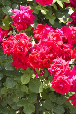 Çalılıktaki güller