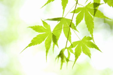 Bulanık arkaplanda yeşil akçaağaç yaprakları