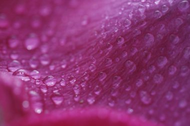 Su damlalı pembe gül.