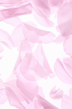 Beyaz arka planda izole edilmiş pembe çiçekler ve taç yaprakları 