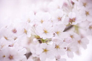 İlkbaharda kiraz ağacı çiçek açar 