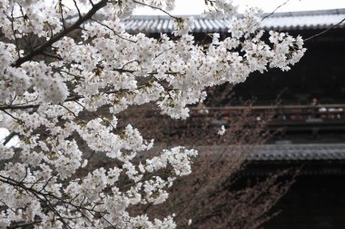 Kiraz ağacı çiçeği, bahar çiçekleri.