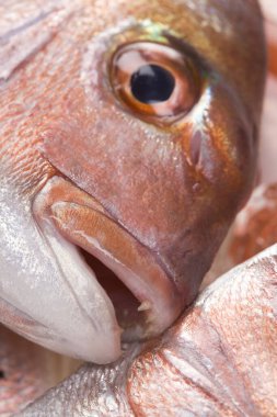 Beyaz arkaplanda çiğ balık izole edilmiş 