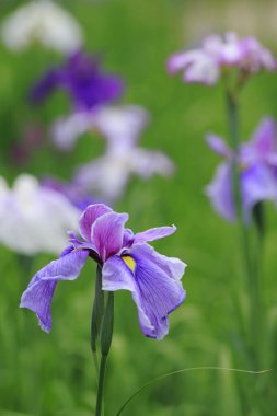 Bahçedeki güzel çiçekler