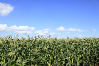 Mısır bitkileriyle tarlanın güzel manzarası