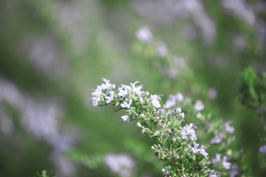 Güzel çiçekler, yakın görüş, doğa konsepti.