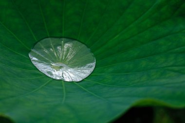 Su damlası yeşil nilüfer yaprağına düşer.