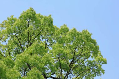 Ağaç dalları gökyüzüne karşı