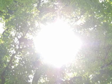 Yazın ağaçların dallarında yeşil yapraklar            