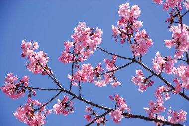 Bahçede pembe sakura çiçeği