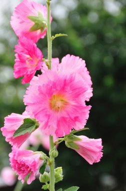 Güzel çiçek açan ağaç bahar bahçe